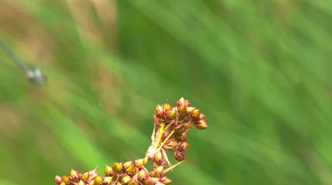 Dragonfly alights on a stem Stock Footage 58147395