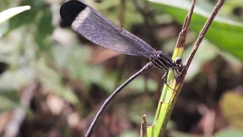 Dragonfly in Amazon rain forrest Ecuador Stock Footage 72476152