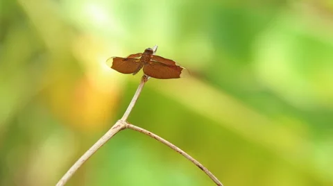 Dragonfly and ant 動画素材 65725025