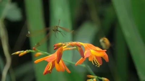 Dragonfly and Bee Bumblebee Stock Footage 112819955