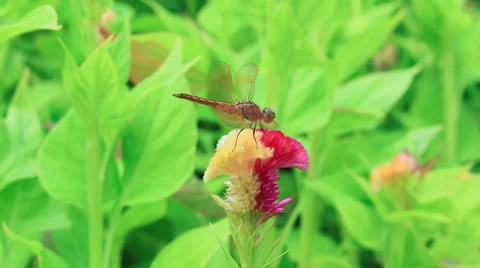 Dragonfly and blossom Stock Footage 53309941