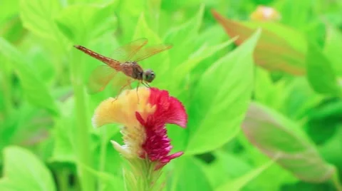 Dragonfly and blossom Stock Footage 53309993