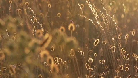 Dragonfly and bugs in slow motion at sunset Stock Footage 81167471