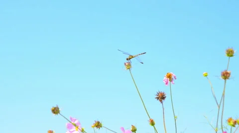 Dragonfly and cosmos 動画素材 50336663
