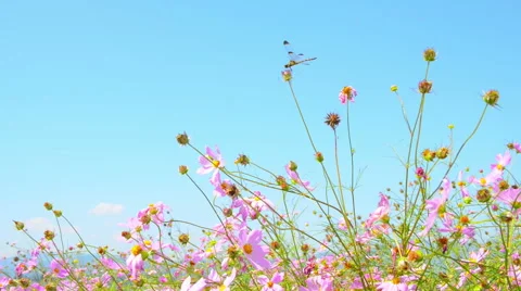 Dragonfly and cosmos 動画素材 50336803