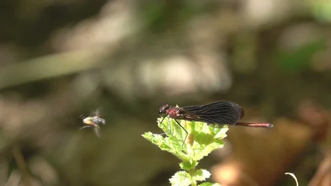 Dragonfly and fly tease insect Stock Footage 113341149