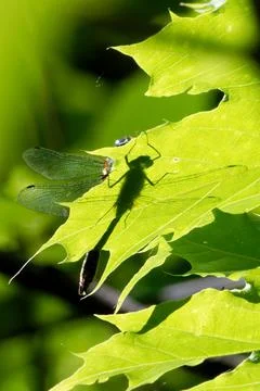 Dragonfly and his shadow on a leaf of sycamore. Stock Photos