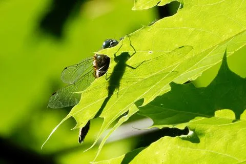 Dragonfly and his shadow on a leaf of sycamore. Foto stock