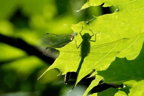 Dragonfly and his shadow on a leaf of sycamore. Stock Photos