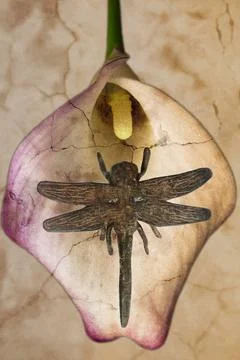 Dragonfly and lily Stock Illustration