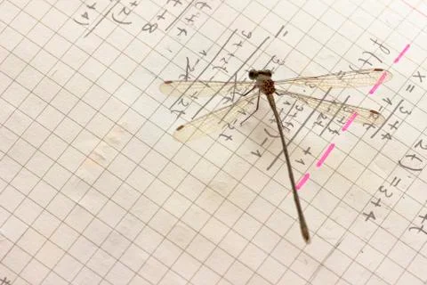 Dragonfly and mathematical problem Stock Photos