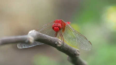Dragonfly and natural background Stock Footage 165046723
