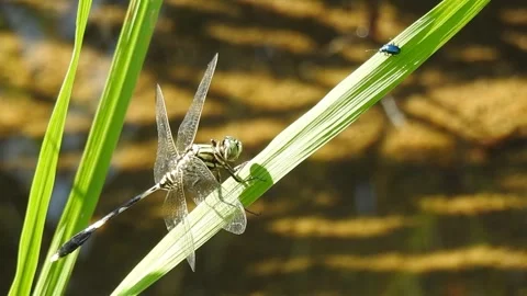 A dragonfly and a small insect Stock Footage 243429226