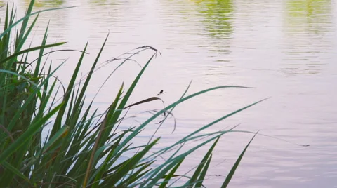 Dragonfly and vegetation on the river Stock Footage 67429772