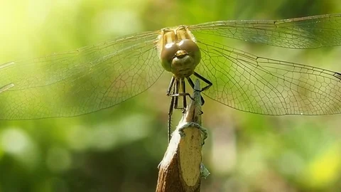 Dragonfly angry - macro shooting. Stock Footage 78674625
