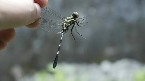 Dragonfly animal Stock Footage 190776418