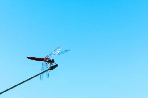 Dragonfly on an antenna against a blue sky. Dragonfly silhouette against a blue Foto stock