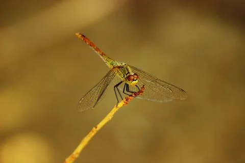 Dragonfly in the approximation Stock Photos