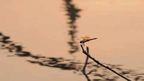 Dragonfly are perched on the branch in forest pond. Stock Footage 125993899