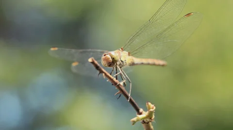 Dragonfly arriving and taking off from twig Stock Footage 35906224