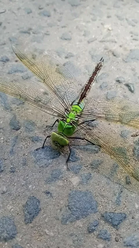 Dragonfly on the asphalt Stock Footage 312936001