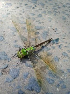 Dragonfly on the asphalt Stockfoto's