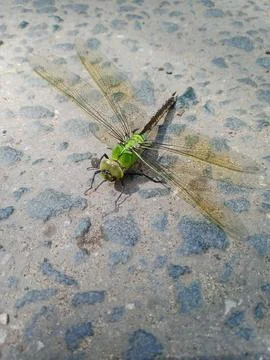 Dragonfly on the asphalt Stockfoto's