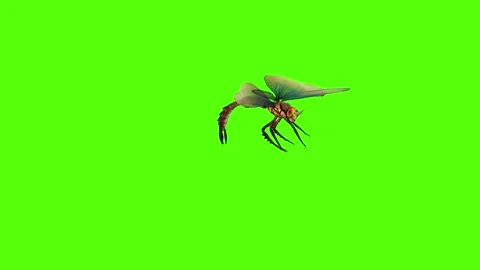 Dragonfly Attack Green Screen Animation 4K Rendering Stock Footage 278137803