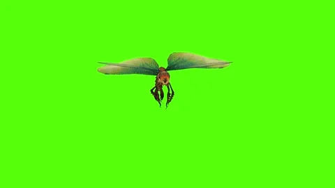 Dragonfly Attack Green Screen Animation 4K Rendering Видео 278137809