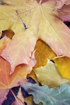 Dragonfly in autumn Stock Photos