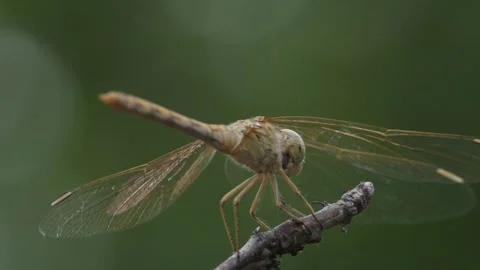 Dragonfly from the back Vidéo 247043153