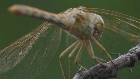 Dragonfly from the back Stock Footage 247043186