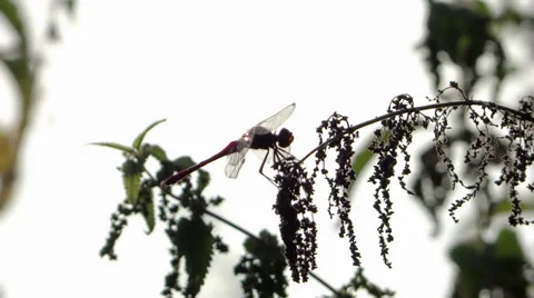 Dragonfly, back-light Video stock 33485187