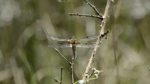 Dragonfly from back view Stock Footage 171711982