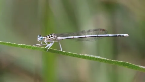 Dragonfly on the background of summer grass Stock Footage 232383357
