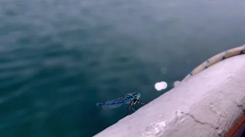Dragonfly on the background of water Video stock 266986275