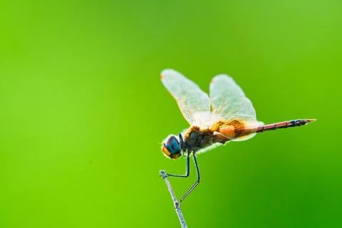Dragonfly backlit Stock Photos