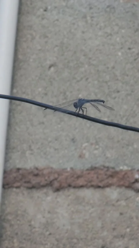 Dragonfly Balancing on Thin Cable Outdoors Close Up Stock Footage 338419267