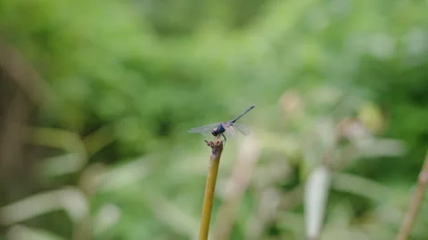 Dragonfly Balancing on Thin Stem with Blurred Garden Background Stock Footage 347264101
