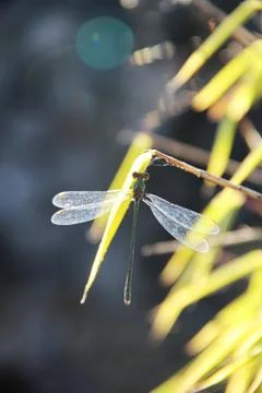 Dragonfly on bamboo leaf Fotos de archivo