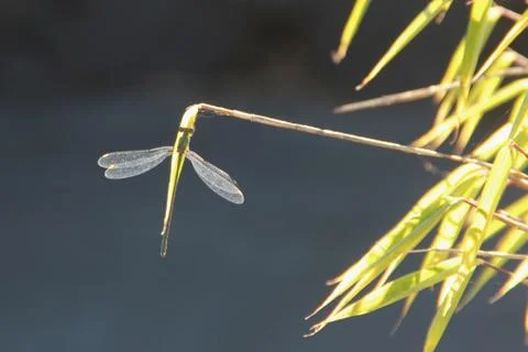 Dragonfly on bamboo Fotos de archivo