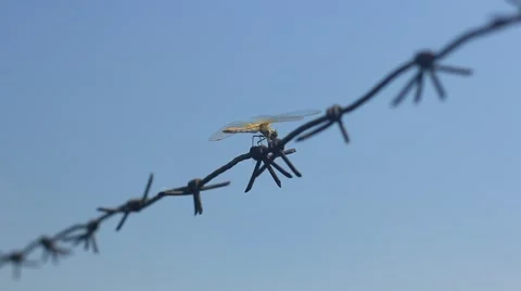 Dragonfly on barbed wire Stock Footage 52496617