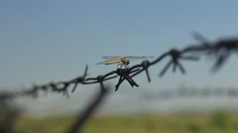 Dragonfly on barbed wire Stock Footage 52496692