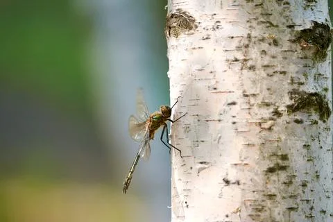 A dragonfly is basking in the sun. Foto stock