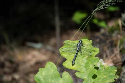 Dragonfly basks on a leaf of an oak tree Stock Photos