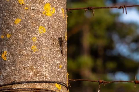A dragonfly basks in the rays of the setting sun clinging to a vertical post Stock Photos