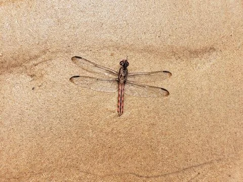 Dragonfly on beach sand Stock Photos