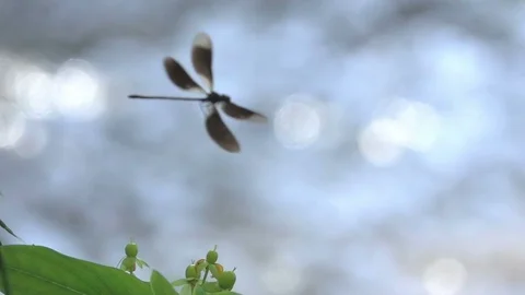 Dragonfly beautiful insect Stock Footage 112819559