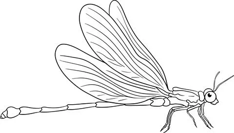 Dragonfly. Beetles coloring pages. Vector, hand drawn illustration. Stock Illustration