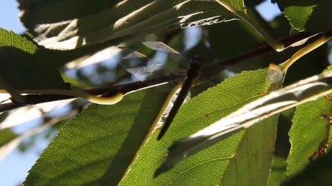 Dragonfly between leaves 스톡 동영상 81452786